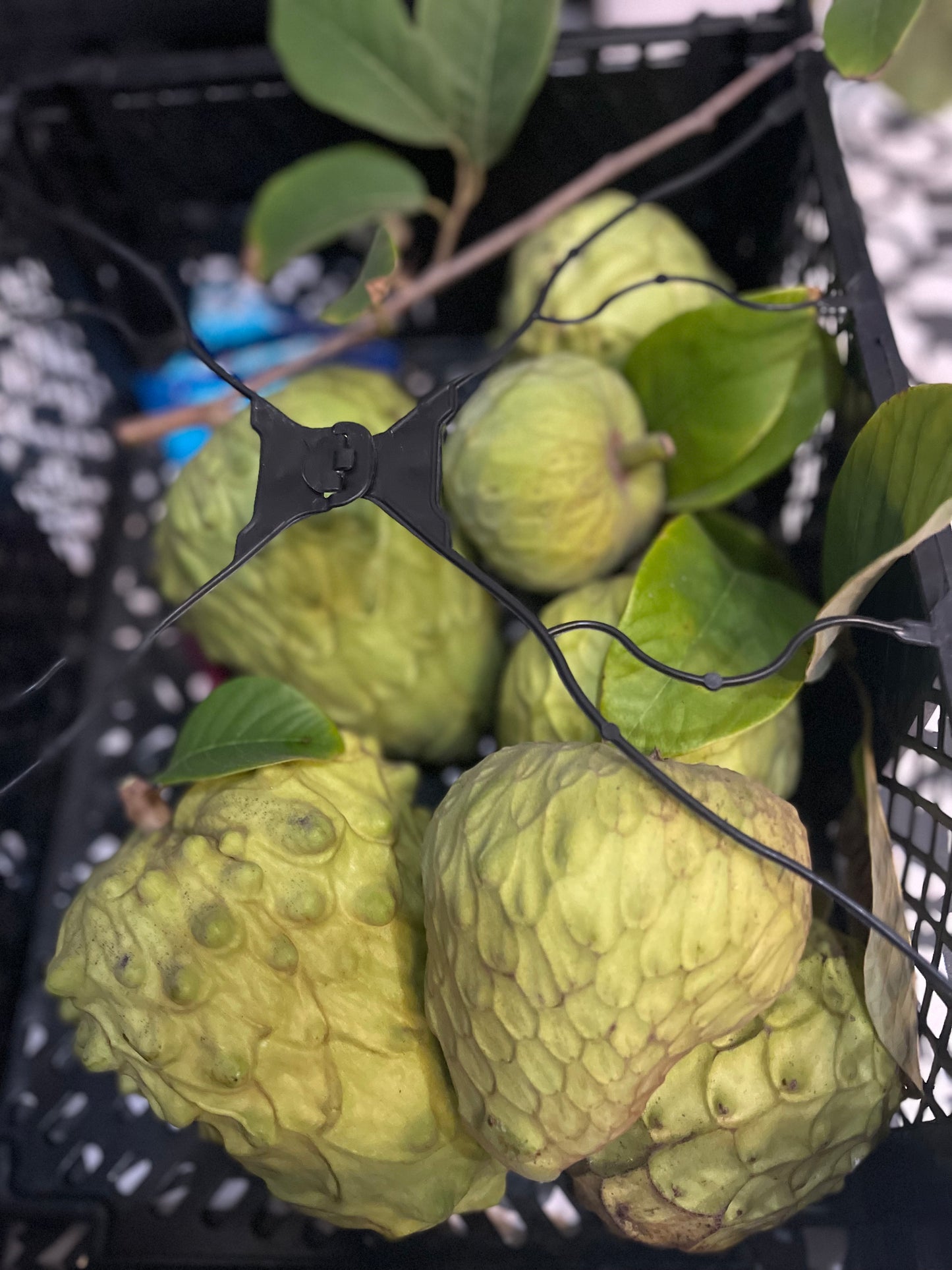 Cherimoya